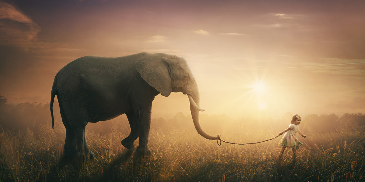 Adorable Little Girl Walking An Elephant