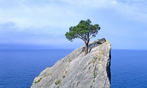tree growing out of a rock