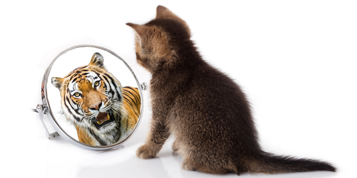 Kitten Looking In A Mirror Seeing a Tiger
