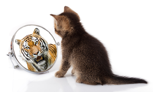 kitten looking in a mirror seeing a tiger