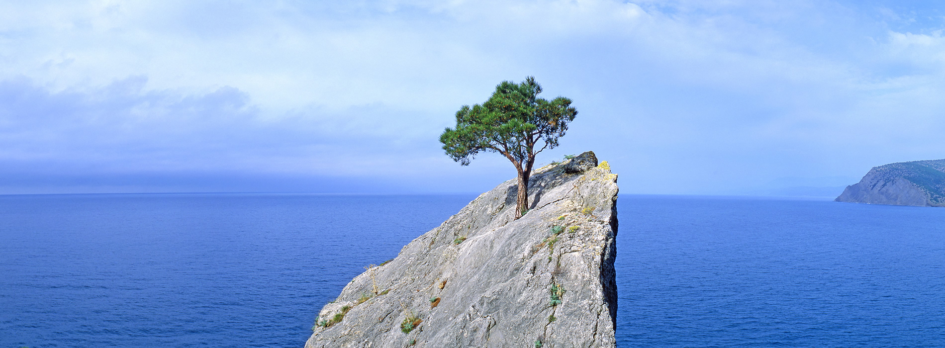 A single tree growing out of the top of a rock over looking the ocean.